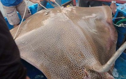 Ngư dân Bình Thuận câu được cá ó sao "khủng" hơn 120 kg