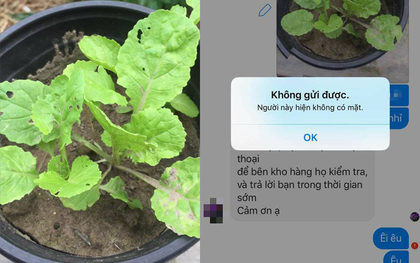 Chuyện thánh nhọ: Cô gái mua hạt hoa hồng về trồng lại mọc lên rau cải, vừa inbox phàn nàn đã ăn ngay cú block
