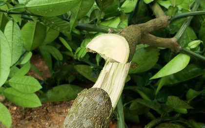 “Chết đứng” khi thấy hàng trăm gốc bưởi Phúc Trạch trồng hơn 2 năm bị kẻ xấu chặt hạ