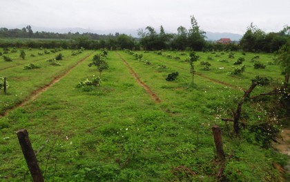 Gần 200 cây bưởi đặc sản của nông dân Hà Tĩnh bị kẻ xấu chặt ngang gốc
