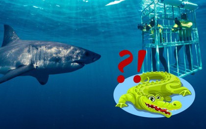 Hỏi khó: Từ lâu chúng ta đã lặn biển cùng cá mập, nhưng với... cá sấu thì sao?