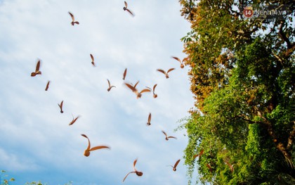 Mùa chò nâu xoay tít trên đỉnh đầu - Những "vũ điệu" quyến rũ người Sài Gòn khắp mọi nẻo đường