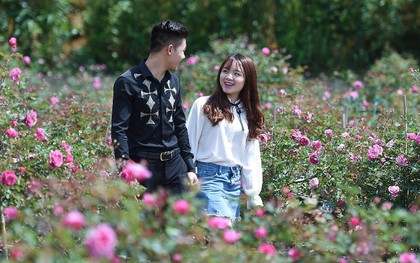Vườn hồng khủng tại Fansipan đốn tim du khách