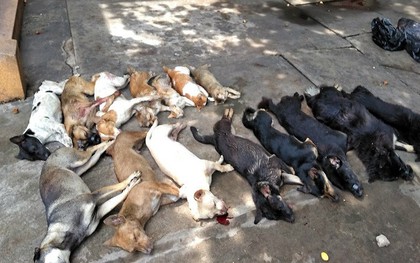 Tiền Giang: Ngăn chặn 15 con chó mèo chết nghi bị trộm