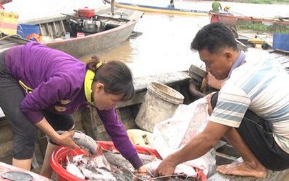 Hàng trăm tấn cá bè trên sông La Ngà chết trong đêm