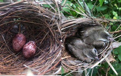 Thấy trong sân nhà có tổ chim, người phụ nữ kiên nhẫn chụp ảnh từ lúc là quả trứng cho tới khi thành bầy chim non xinh xinh