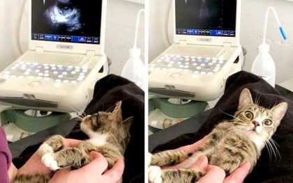 Con boss mèo bỗng nổi tiếng trên MXH vì biểu cảm khó đỡ khi biết mình đang mang bầu