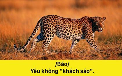 Khi động vật mới là bậc thầy thả thính: /Báo/ Yêu không "khách sáo"