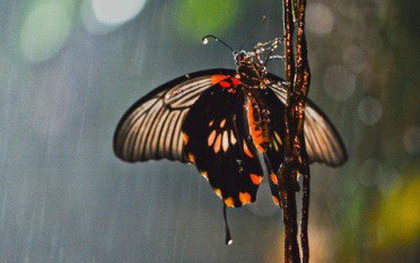 Tò mò chút: Mỏng manh như cánh bướm, số phận chúng sẽ ra sao khi cơn mưa tới?