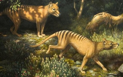 Loài hổ vằn có túi đã tuyệt chủng gần 100 năm trước phải chăng sắp được hồi sinh?