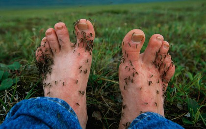 Lại đến mùa nhiều muỗi, học ngay những cách "ngụy trang" này để muỗi không vo ve quanh bạn
