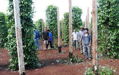 Kẻ gian lẻn vào cắt sát gốc vườn tiêu, chủ vườn nói nhóm xăm trổ từng "đòi đưa 600 triệu"