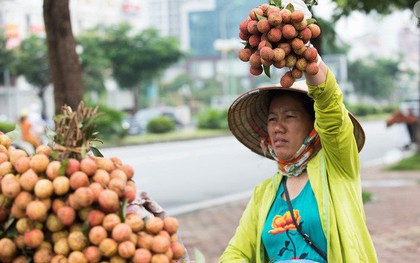 Giá vải thiều rẻ chỉ từ 10 nghìn/kg nhưng người mua vẫn không "mặn mà"