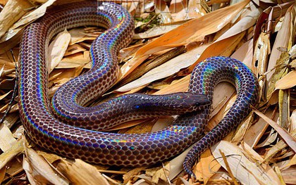 Loài rắn này cực lạ kỳ với khả năng phát ra màu sắc óng ánh dưới ánh nắng, có rất nhiều ở Việt Nam