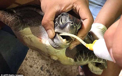 Rùa xanh quý hiếm ở Thái Lan lâm cảnh chết đói trong đau đớn vì lý do tai ác này