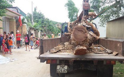 "Hợp đồng" cẩu trộm cây mít hàng chục năm tuổi có giá 40 triệu đồng