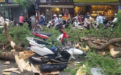 Hà Nội: Cây phượng bất ngờ gãy đổ trên phố Quán Sứ, 5 người nguy kịch trong đó có 2 trẻ em