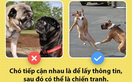 Xin chào! Tôi là chó đây và các ông đang khiến tôi bị giày vò mỗi ngày đấy có biết không?