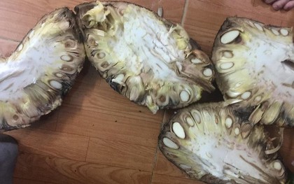 Bổ mít ra không múi đã là chuyện nhàm rồi, đây mít xịn mà vì chủ nâng niu quá đến thối chảy nước mới lạ