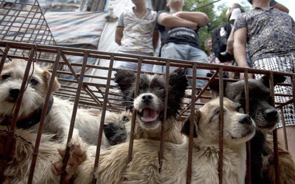 Tòa án tối cao Hàn Quốc ra phán quyết giết chó để ăn thịt là bất hợp pháp