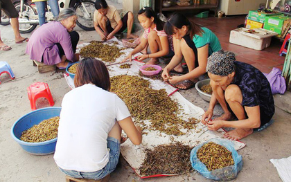 Dân Hà Nội vặt cánh châu chấu mùa World Cup: Thiếu hàng "xuất khẩu" về các quán nhậu!