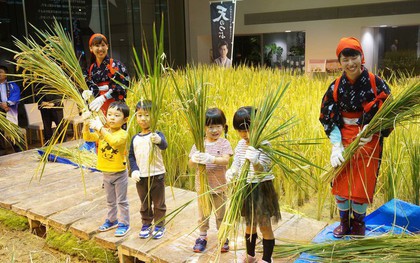 Công ty cho nhân viên trồng lúa trong văn phòng, cuối vụ đưa cả con đến gặt cho vui