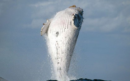 Khoảnh khắc hiếm có: Cá voi lưng gù 20 tấn phi thân dựng đứng trên mặt biển
