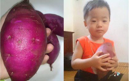 Góc khéo tay: Thanh niên Hà Nội trồng khoai trong thùng xốp chơi chơi, ai ngờ ra củ béo múp xịn hơn ngoài chợ