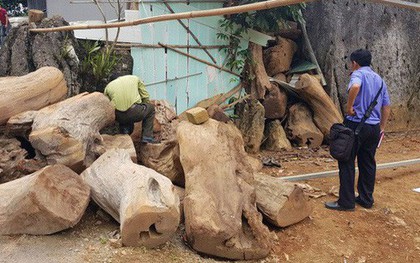 Từ hiện trường nhà "trùm ma túy" ở Lóng Luông: Gỗ quý xếp chồng cao hàng mét