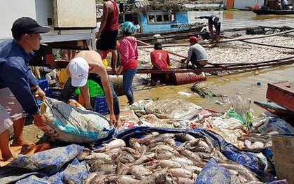 Hàng nghìn tấn cá chết trên sông La Ngà do thiên tai