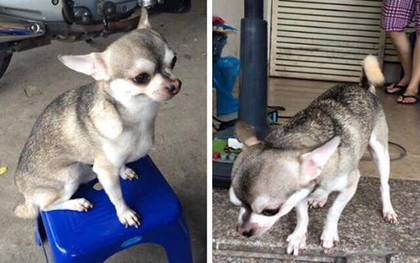 Nếu bạn chưa nhìn thấy con boss lai giữa Husky và Chihuahua bao giờ thì đây chính là nó