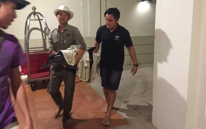 Chú cá heo khóc vì bị thương nặng đang được di duyển về Nha Trang để chăm sóc