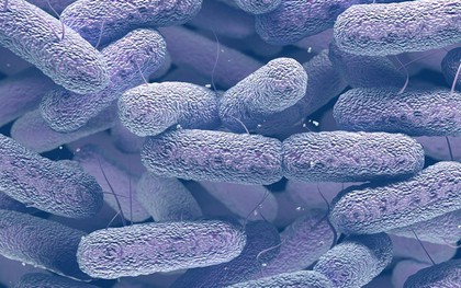 Loại khuẩn gây chết người trong 1 ngày này có thể bùng nổ khi cơn ác mộng kháng kháng sinh ập đến