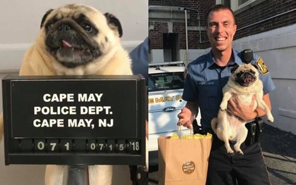 Bỏ nhà đi lang thang, chú chó pug bị cảnh sát bắt về đồn chụp ảnh "nghi phạm" gây sốt MXH Mỹ
