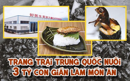 Ghé thăm trang trại nuôi 3 tỷ con gián để làm thức ăn và thuốc chữa bệnh tại Trung Quốc