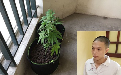 Thuê chung cư giá 7 triệu đồng để trồng cần sa