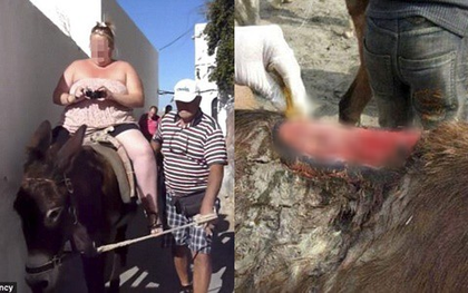 Hy Lạp: Nhiều con lừa tại Santorini bị trọng thương vì liên tục phải chở những khách du lịch béo phì