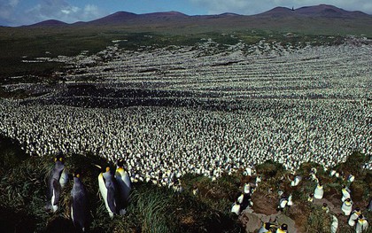 Vương quốc chim cánh cụt lớn nhất thế giới đã sụp đổ một cách bí ẩn mà khoa học vẫn không hiểu tại sao