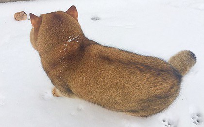 Nóng trên mạng: Ai cũng nghĩ đang nhìn một con chó Shiba béo ú cho tới khi nó quay mặt lại