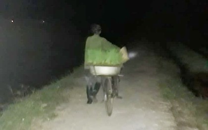 Nhìn cảnh các mẹ lọ mọ rọi đèn đi cấy giữa đêm tránh cái nóng 40 độ này mới biết những bác nông dân vất vả thế nào