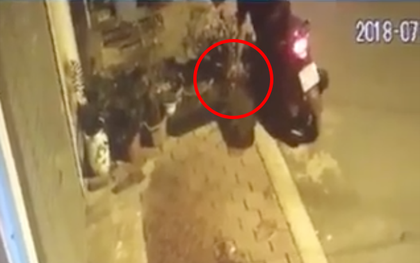 Hà Nội: Thanh niên đi xe SH "cuỗm" chậu hoa giấy trước cửa nhà dân lúc nửa đêm