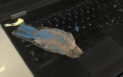 Đang yên đang lành, con chim bỗng bay vèo qua cửa sổ, đi nặng lên laptop của một redditor rồi lăn ra chết