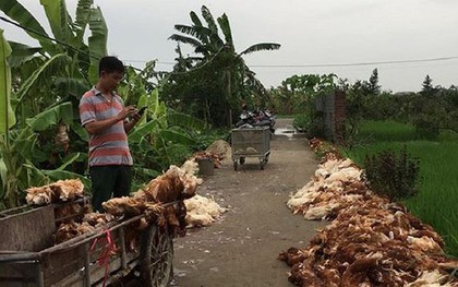 Hơn nghìn con gà bị chết ngạt do sự cố điện