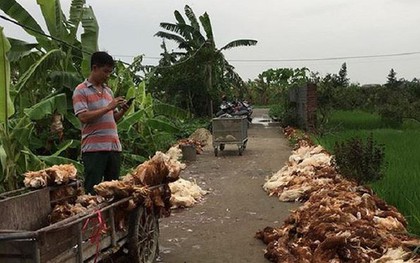 Hơn nghìn con gà bị chết ngạt do sự cố điện