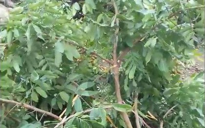 Dân bức xúc khi nhìn vườn cây nhãn sắp đến ngày thu hoạch bị kẻ gian chặt phá trong đêm