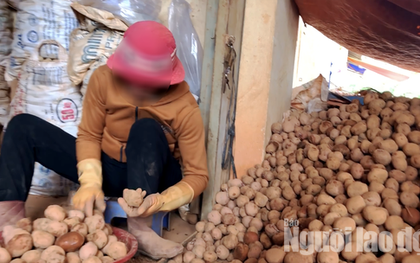 VIDEO: "Vạch mặt" chiêu trò phù phép nông sản Trung Quốc nhái Đà Lạt