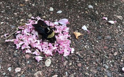 Video khiến cộng đồng mạng bất ngờ: bầy kiến đặt vòng hoa quanh xác con ong - có phải chúng làm nghi lễ tiễn đưa như trong phim?