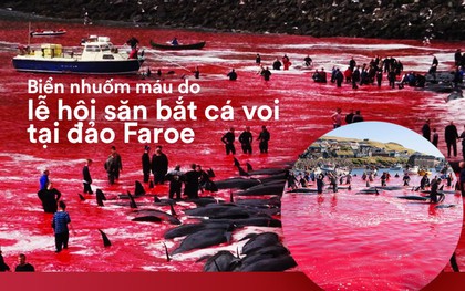 Kỳ dị: Nước biển "hóa" màu đỏ do máu cá voi tại vùng đảo Faroe