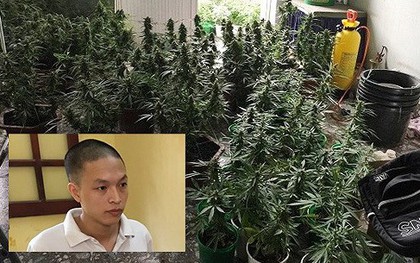 Vạch mặt kỹ sư đồ họa chuyển nghề trồng và "chế" cần sa tại nhà chung cư