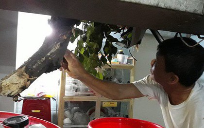 Sau cơn mưa lớn, nhánh cây cổ thụ hơn 50 tuổi tét nhánh đè vào nhà dân ở TP.HCM